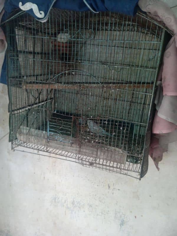 Australia pair with chick and cage for sale 2