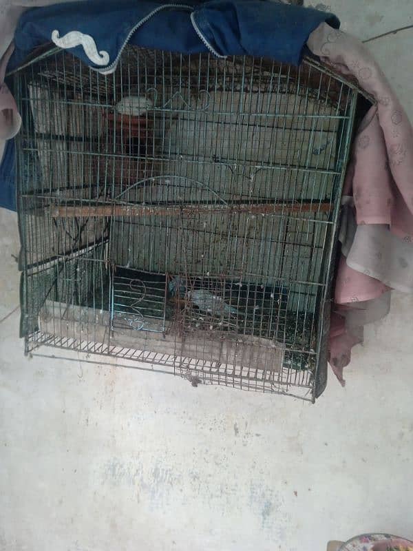 Australia pair with chick and cage for sale 3