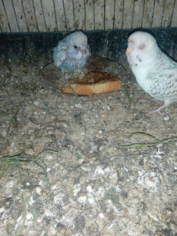 Australia pair with chick and cage for sale 4