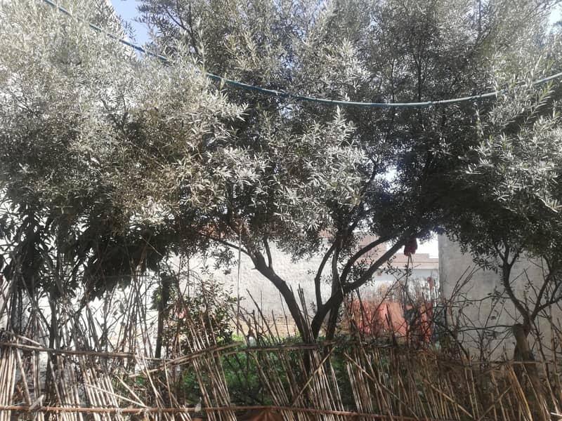 Olive trees with 5 year of age 2