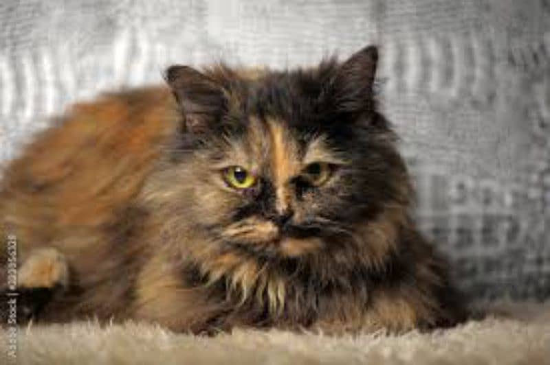 Persian punch face triple coat baby  kitten 5