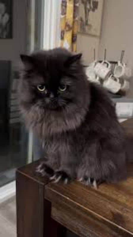 Persian punch face triple coat baby  kitten 6