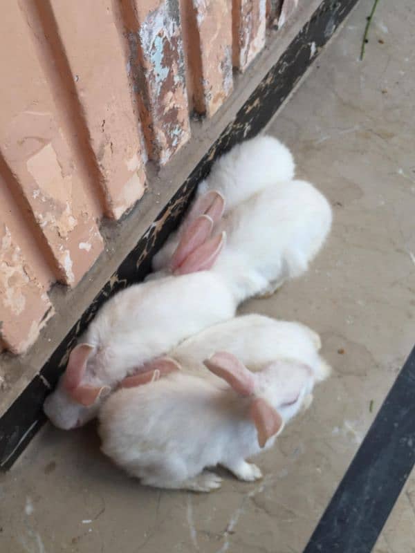 rabbits baby 1