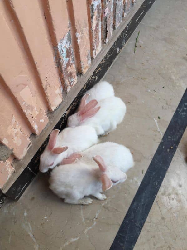 rabbits baby 2