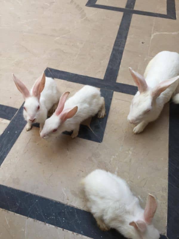 rabbits baby 3