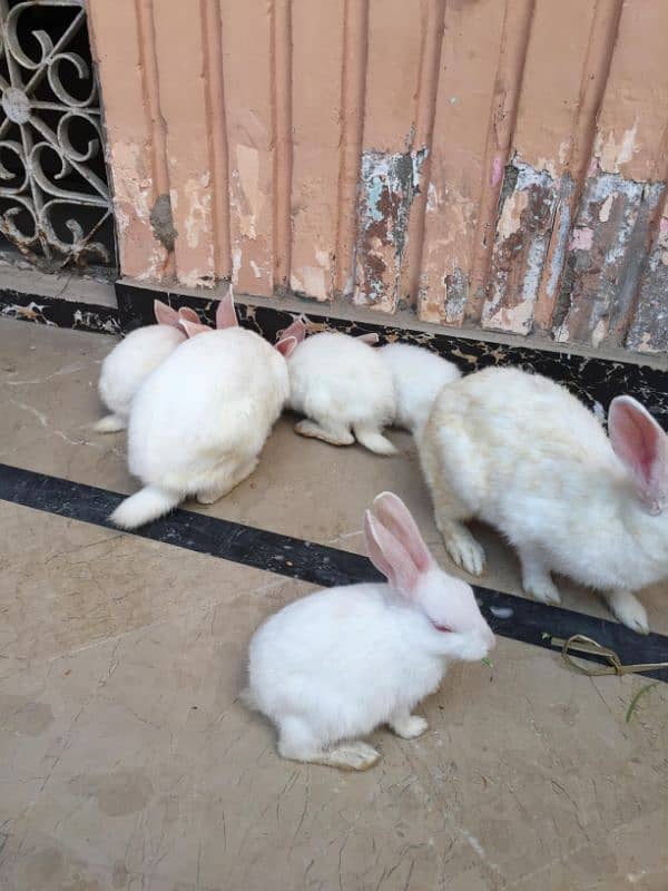 rabbits baby 5