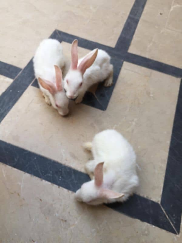 rabbits baby 6