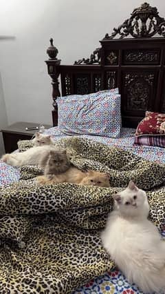 Persian cats for sale