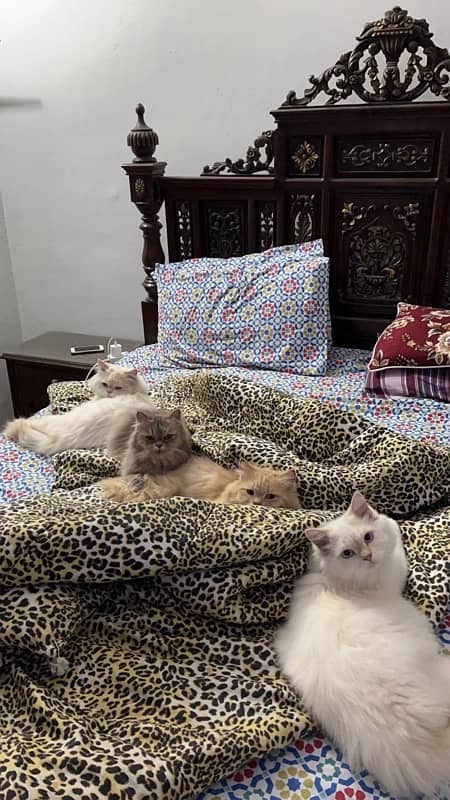 Persian cats for sale 0