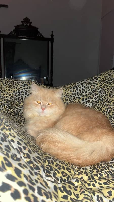 Persian cats for sale 2