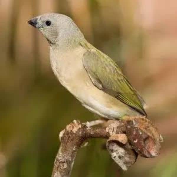 gouldian pathay available 0