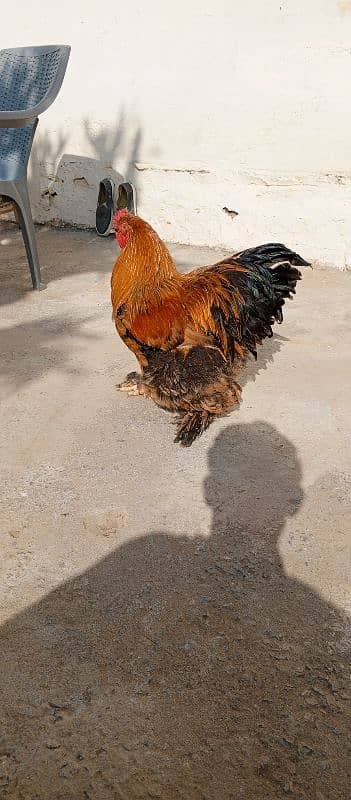 Ringnick breeder female looking new home 3