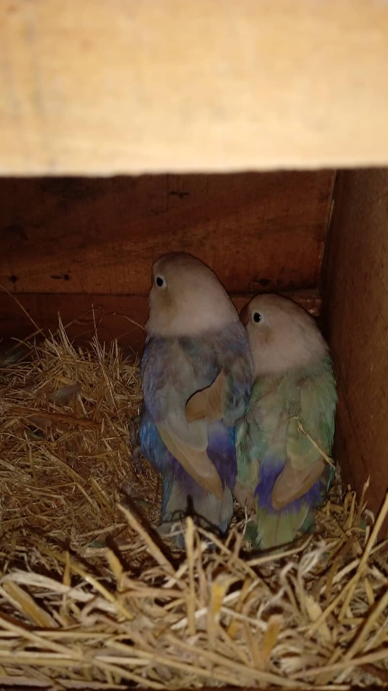 Love Birds + Finches + Australians + Cages - all for sale in Lahore 0