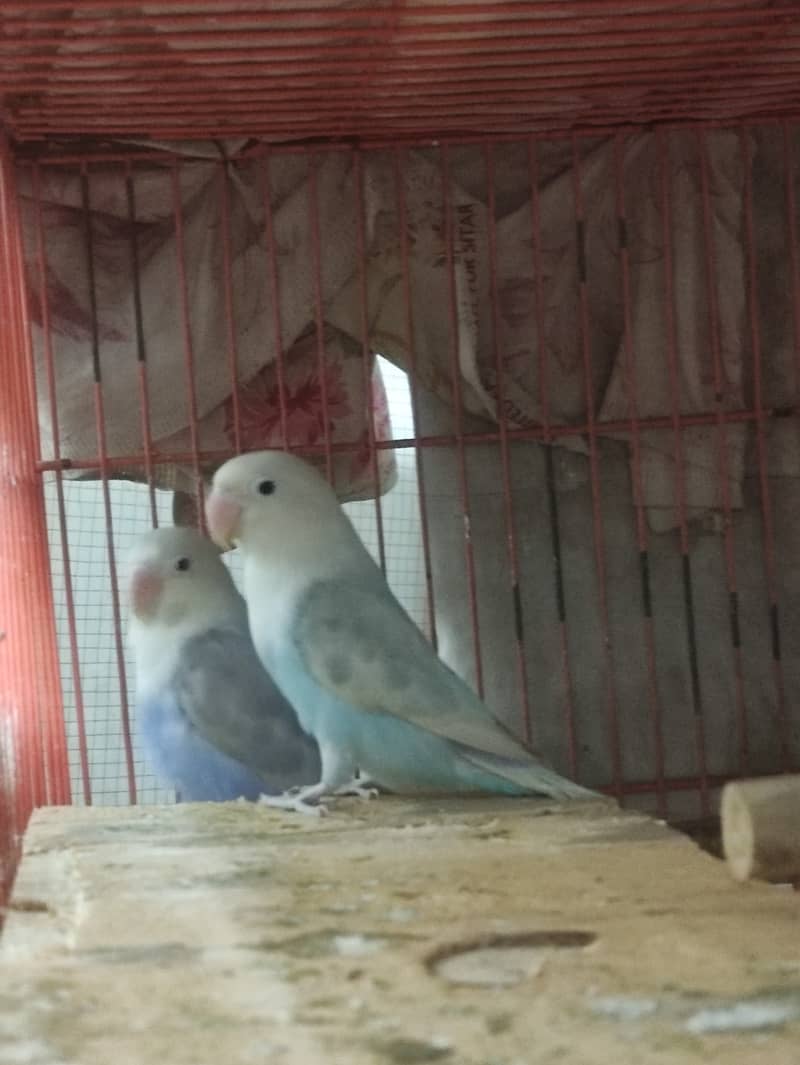 Love Birds + Finches + Australians + Cages - all for sale in Lahore 2