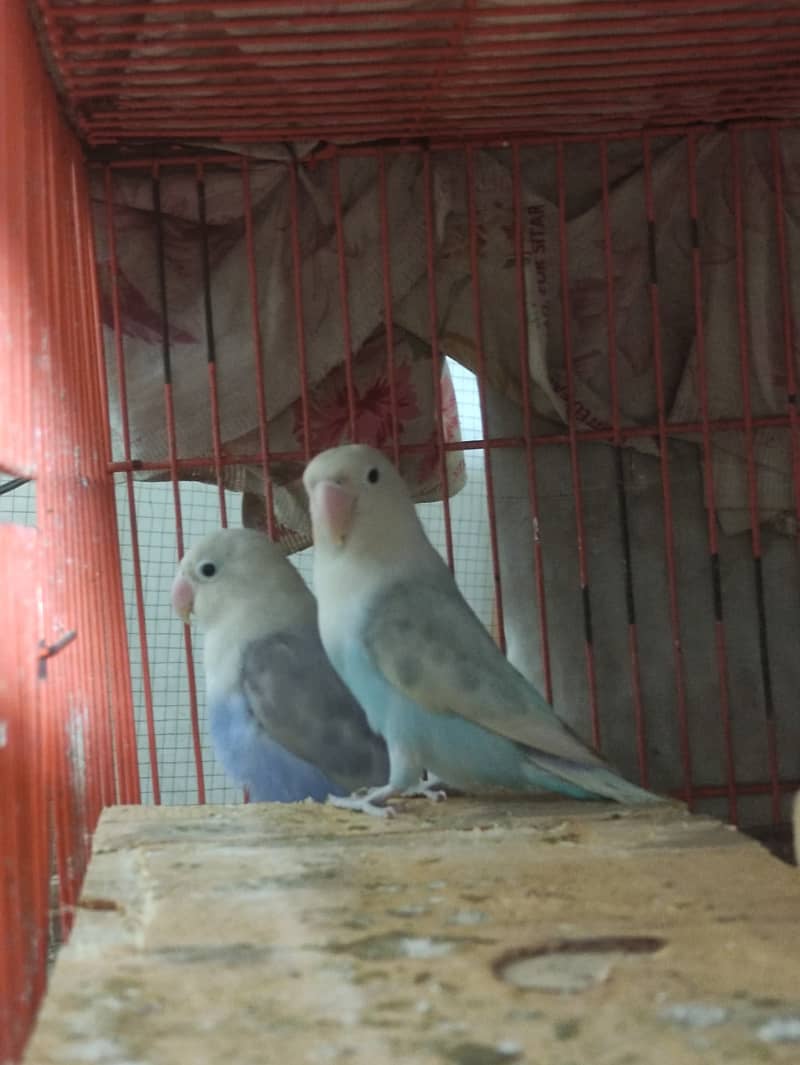 Love Birds + Finches + Australians + Cages - all for sale in Lahore 3