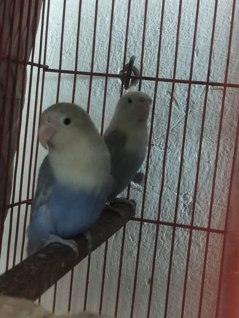 Love Birds + Finches + Australians + Cages - all for sale in Lahore 4