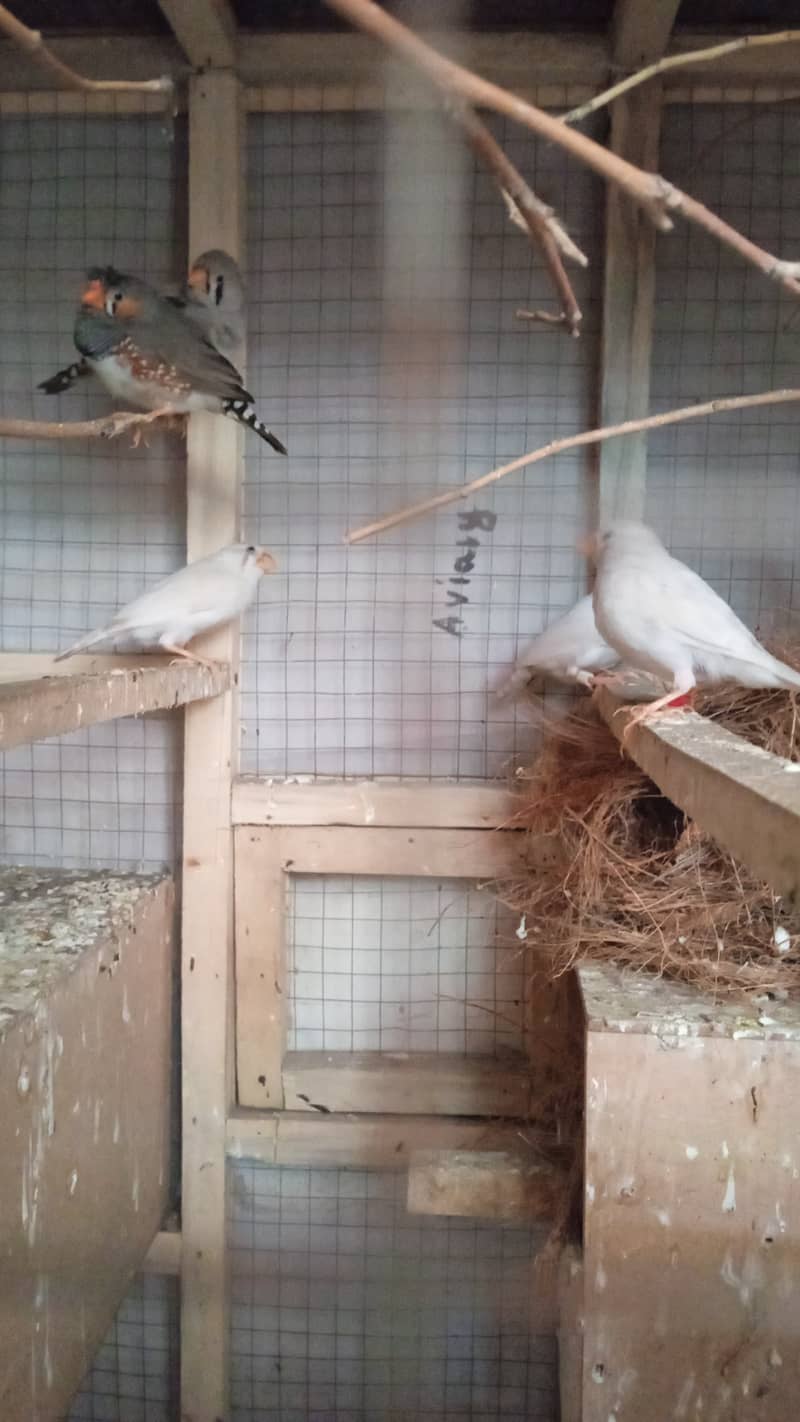 Love Birds + Finches + Australians + Cages - all for sale in Lahore 5