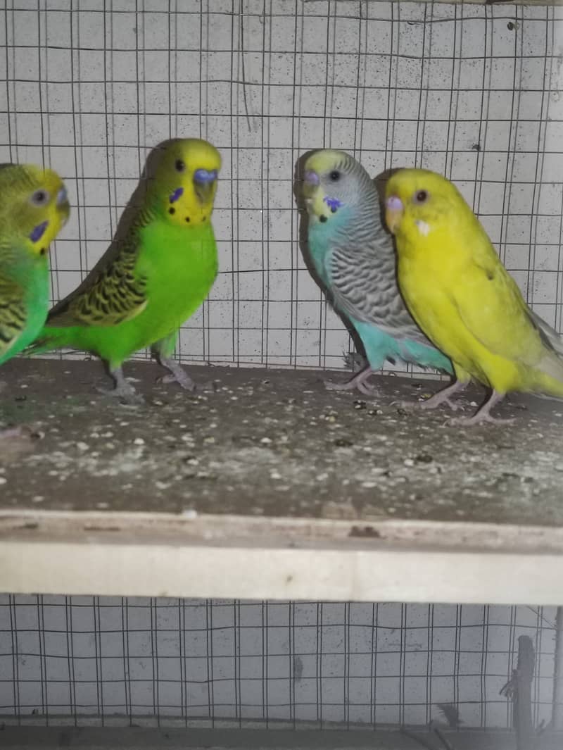 Love Birds + Finches + Australians + Cages - all for sale in Lahore 7