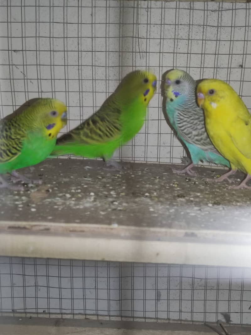 Love Birds + Finches + Australians + Cages - all for sale in Lahore 8