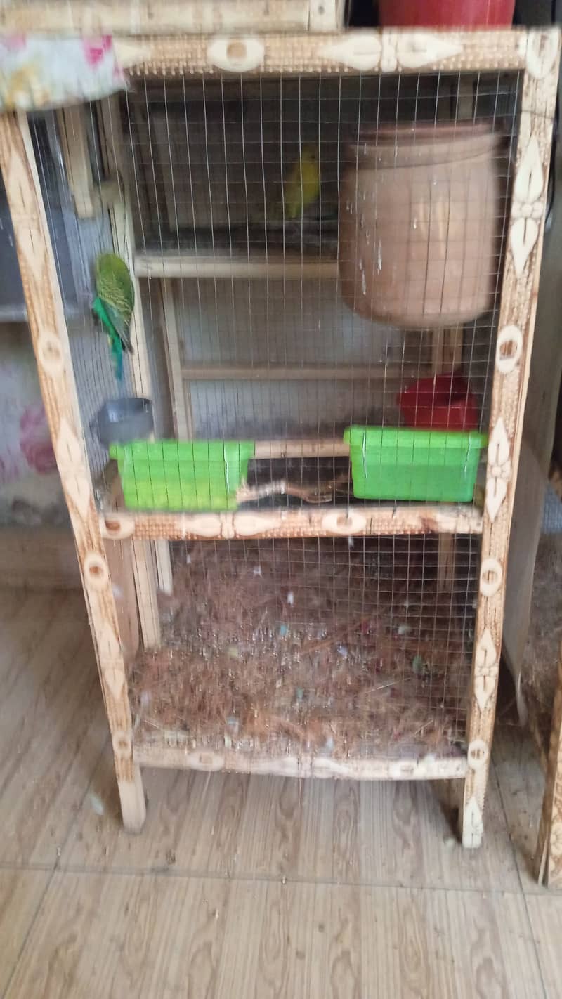 Love Birds + Finches + Australians + Cages - all for sale in Lahore 18