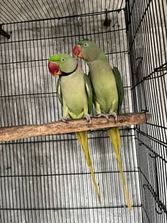 raw parrot pair