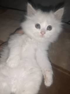 Mango 2 months old male Persian