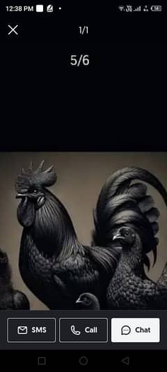 ayam cemani