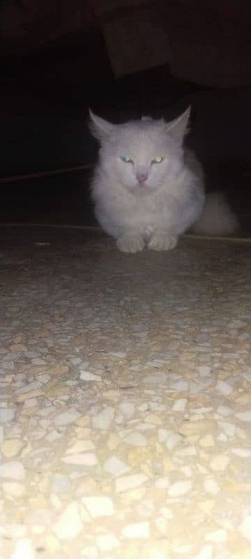 persain cat green eyes  16000 1