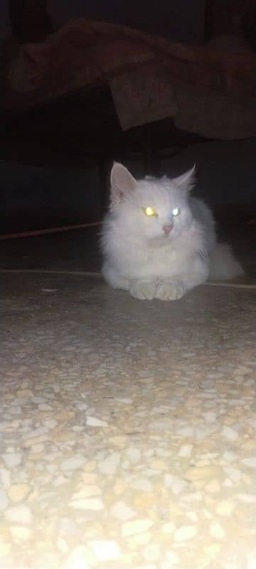 persain cat green eyes  16000 7