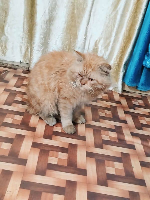 male cat for urgent sale 3