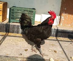 Australorp male