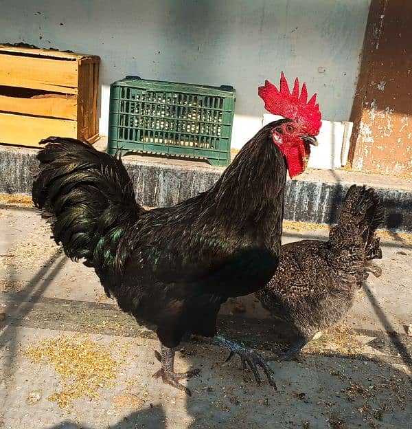 Australorp male 1