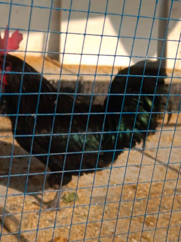 Australorp male 2