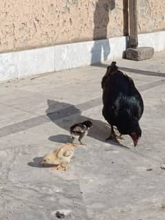 aseel/chicks aseel/hen aseel/murgi aseel/hen hen with chicks