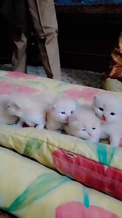 Persian kittens for sale