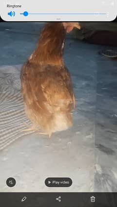 Desi mesri hens for sale anday dy rahi ha daily k