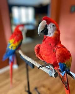 red macaw parrot cheeks for sale 03=49=68=26=931