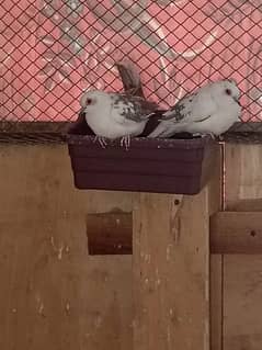 china Pied Dove