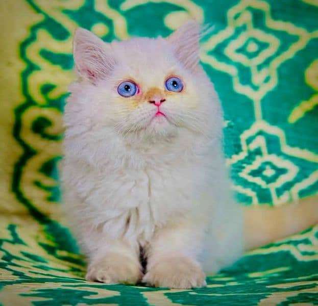 Persian kittens for sale(adult cat on adoption) (03295811855 WhatsApp) 1