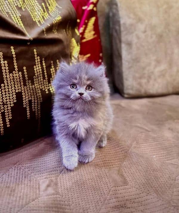 Persian kittens for sale(adult cat on adoption) (03295811855 WhatsApp) 2