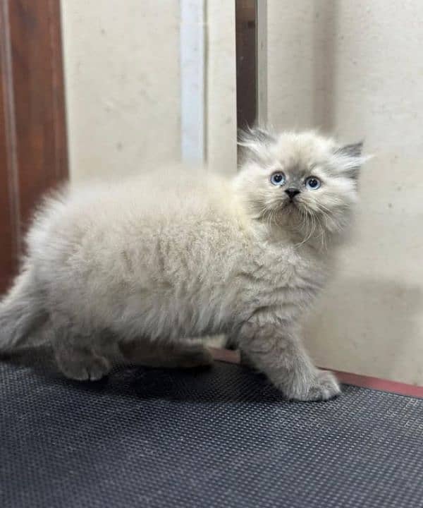 Persian kittens for sale(adult cat on adoption) (03295811855 WhatsApp) 3