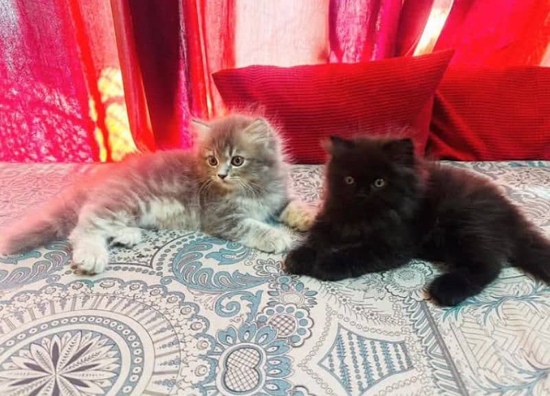 Persian kittens for sale(adult cat on adoption) (03295811855 WhatsApp) 5