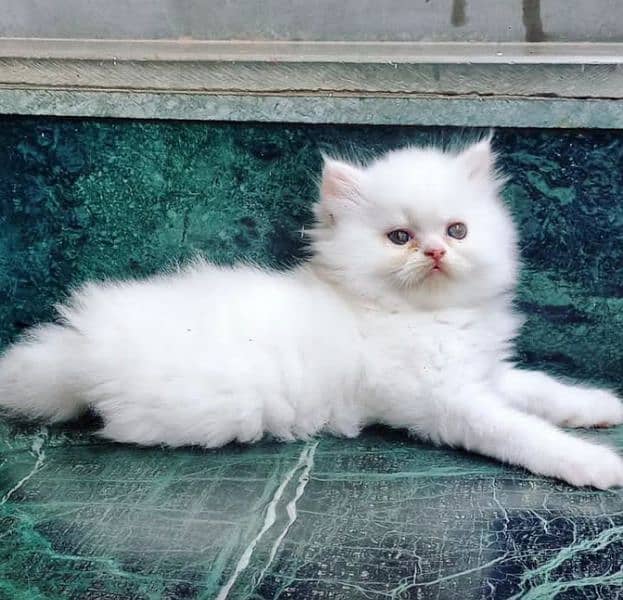 Persian kittens for sale(adult cat on adoption) (03295811855 WhatsApp) 7