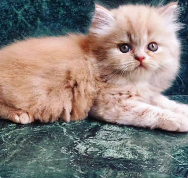 Persian kittens for sale(adult cat on adoption) (03295811855 WhatsApp) 8