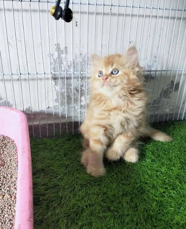 Persian kittens for sale(adult cat on adoption) (03295811855 WhatsApp) 9