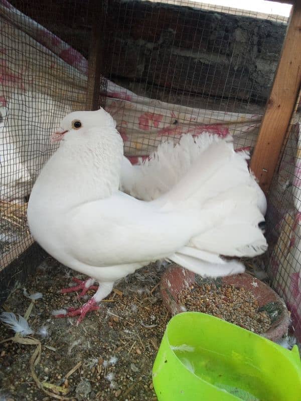 Lakay kabootar breeder pair 2