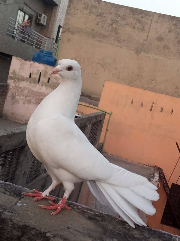 Lakay kabootar breeder pair 3