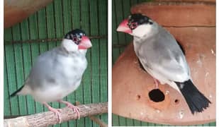 PIED JAVA MALE FOR SELL