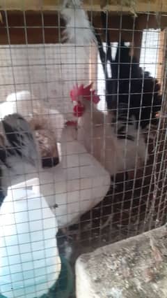 fancy hens for urgent sale offer 3000 per hen