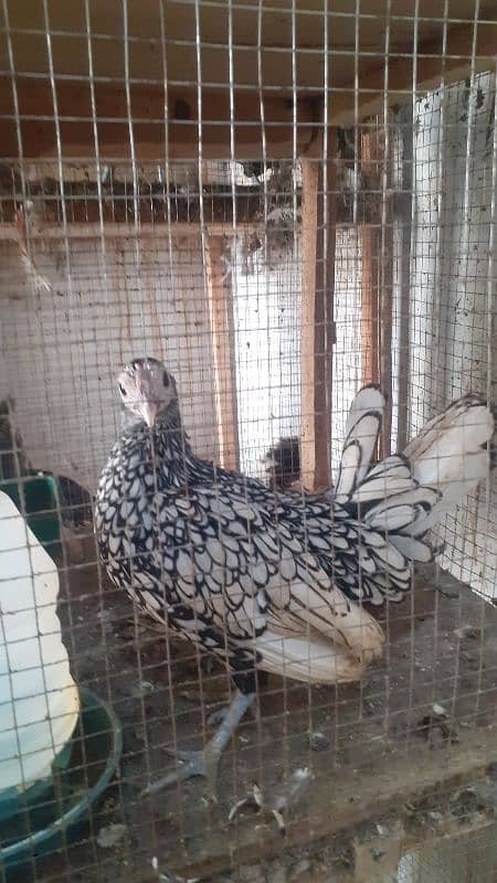 fancy hens for urgent sale offer 3000 per hen 1